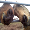 TwistedMoo