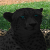 BlackCheetah