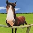 Rayhorse