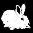 BunnyBell