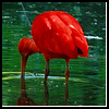 Ibis