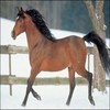 MoonHoof